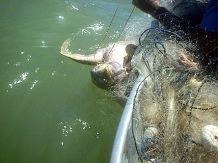 Começa nova ação no Espírito Santo para reduzir captura incidental pela pesca